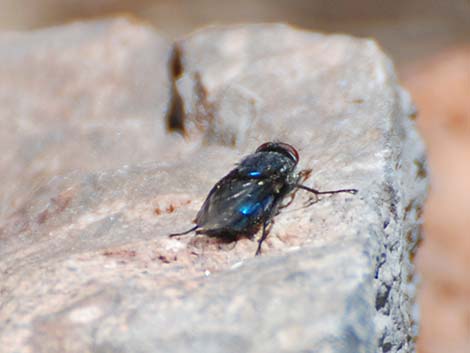 Blow-Flies (Family Calliphoridae)