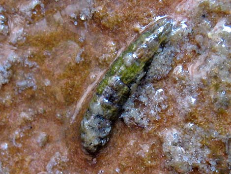 Fly Larvae