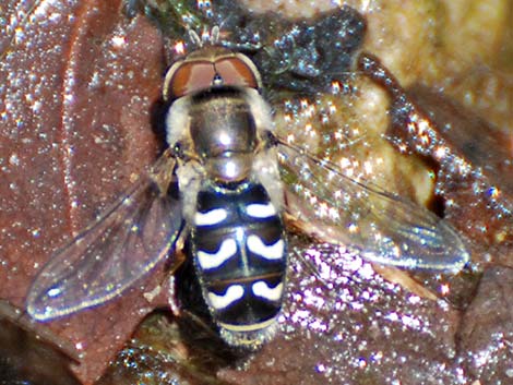 Hover Flies (Family Syrphidae)