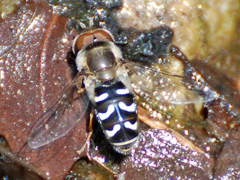 Hover Flies (Family Syrphidae)