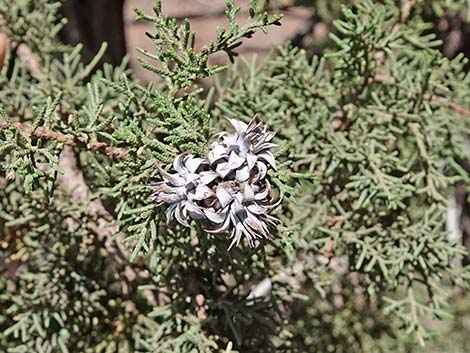 Juniper Gall Midge (Walshomyia spp.)