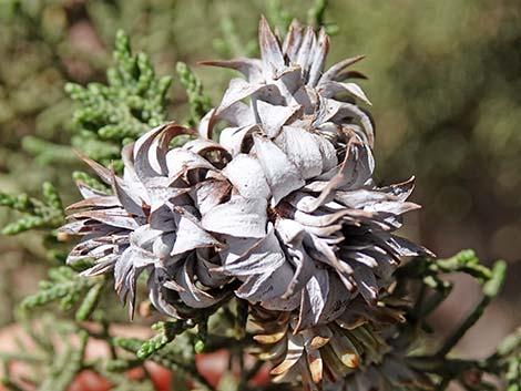 Juniper Gall Midge (Walshomyia spp.)