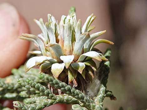 Juniper Gall Midge (Walshomyia spp.)