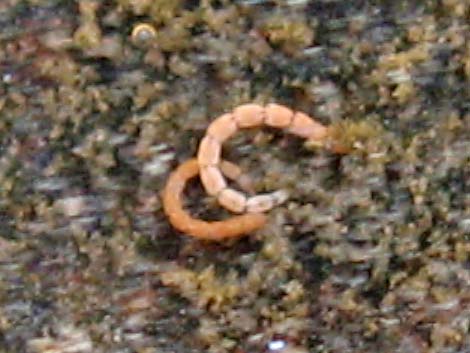 Midge larvae (Diptera, Chironomidae)