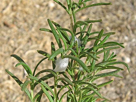 Spittlebugs (Family Cercopidae)