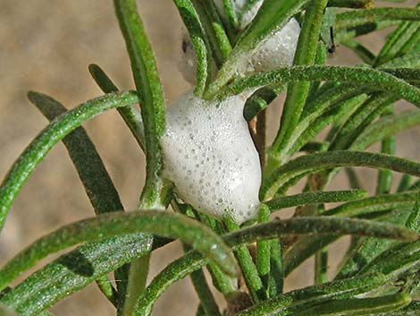 Spittlebugs (Family Cercopidae)