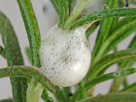 Spittlebugs (Family Cercopidae)