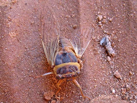 Desert Cicada (Diceroprocta apache)