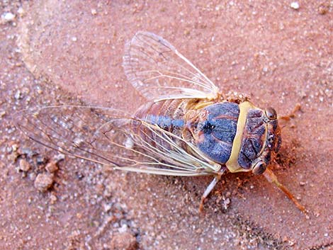 Desert Cicada (Diceroprocta apache)