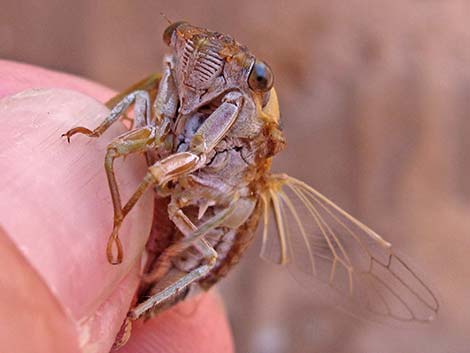 Desert Cicada (Diceroprocta apache)