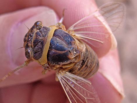 Desert Cicada (Diceroprocta apache)