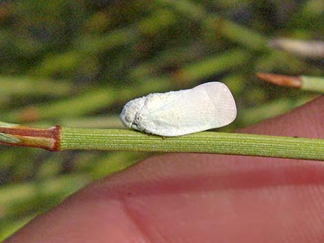 Planthoppers (Family Flatidae)