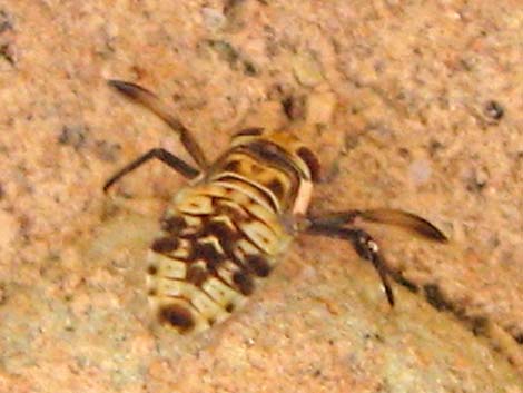 Water Boatman (Family Corixidae)