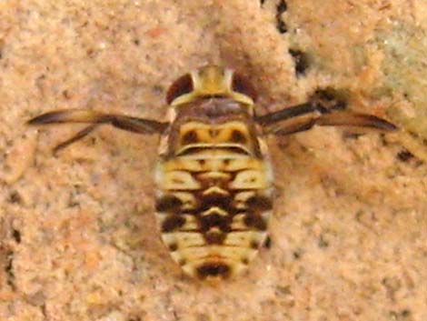 Water Boatman (Family Corixidae)