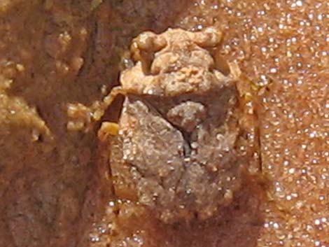 Big-Eyed Toad Bug (Gelastocoris oculatus)