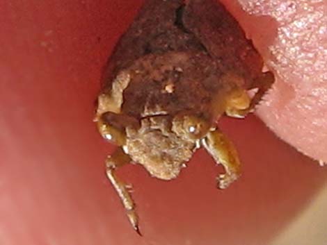 Big-Eyed Toad Bug (Gelastocoris oculatus)