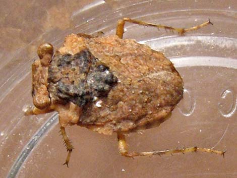 Big-Eyed Toad Bug (Gelastocoris oculatus)