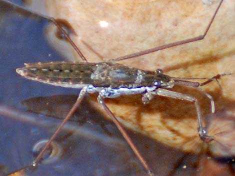 Water Strider (Order Hemiptera; Family Gerridae)