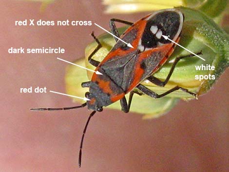 Small Milkweed Bug (Lygaeus kalmii)