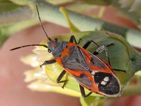 Small Milkweed Bug (Lygaeus kalmii)