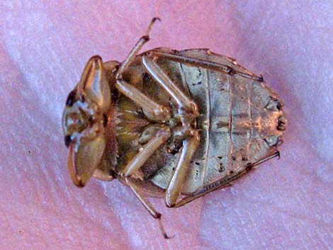 Creeping Water Bugs; Family Naucoridae)