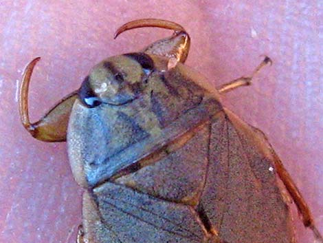 Creeping Water Bugs; Family Naucoridae)