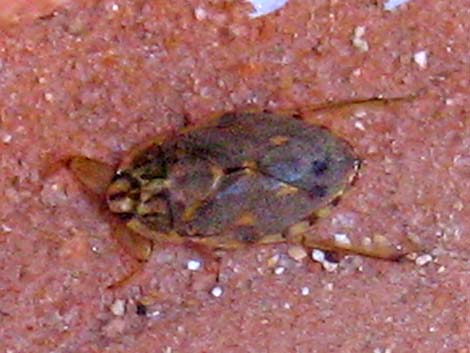 Creeping Water Bugs; Family Naucoridae)