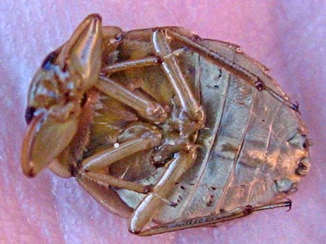 Creeping Water Bugs; Family Naucoridae)