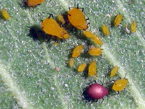 Aphids (Family Aphididae)