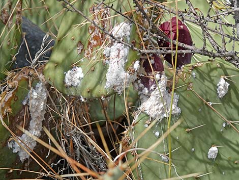 Cochineal (Dactylopius spp)