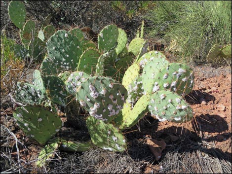 Cochineal (Dactylopius spp)