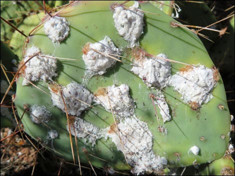 Cochineal (Dactylopius spp)