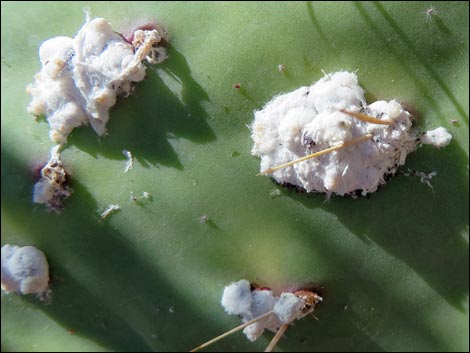 Cochineal (Dactylopius spp)