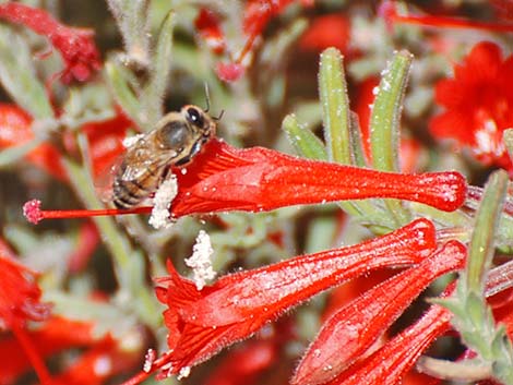 Honey Bee (Apis mellifera)