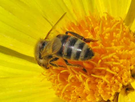 Honey Bee (Apis mellifera)