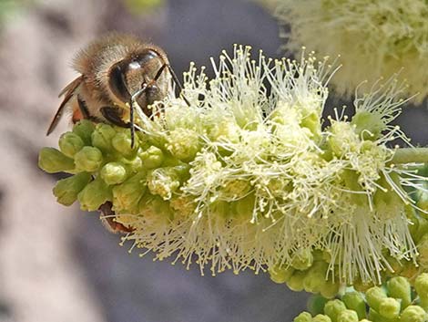 Honey Bee (Apis mellifera)