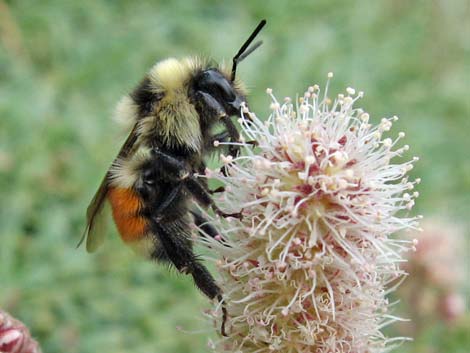 Hunt Bumble Bee (Bombus huntii)