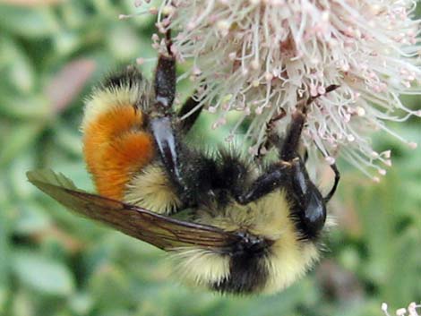 Hunt Bumble Bee (Bombus huntii)