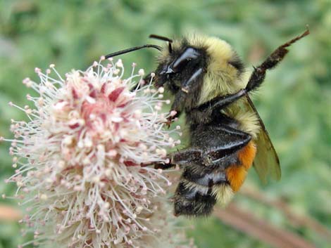 Hunt Bumble Bee (Bombus huntii)