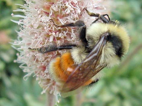 Hunt Bumble Bee (Bombus huntii)