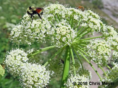 Hunt Bumble Bee (Bombus huntii)