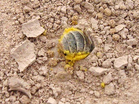 Mining Bees (Andrenidae)