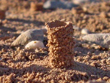 Mining Bees (Andrenidae)