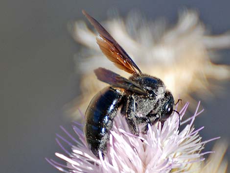 California Carpenter Bee (Xylocopa californica)