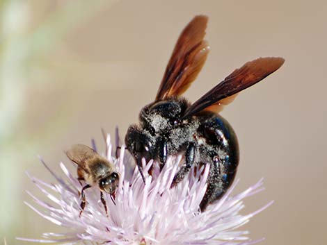 California Carpenter Bee (Xylocopa californica)