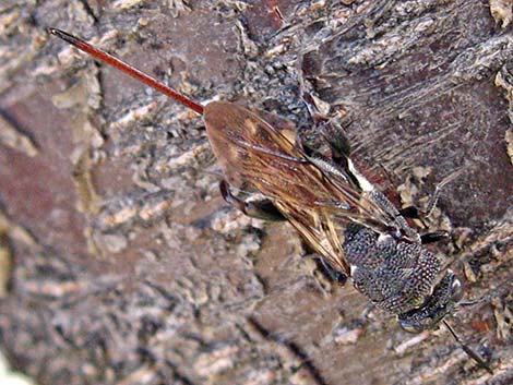 Chalcid Wasp (Acanthothalcis nigricans)