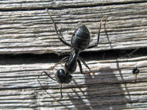 Western Carpenter Ant (Camponotus modoc)