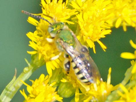 Sweat Bee (Halictidae)