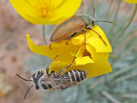 Leaf-cutter Bees (Hymenoptera, Megachilidae)