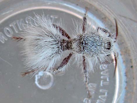 White Velvet Ant (Dasymutilla gloriosa)